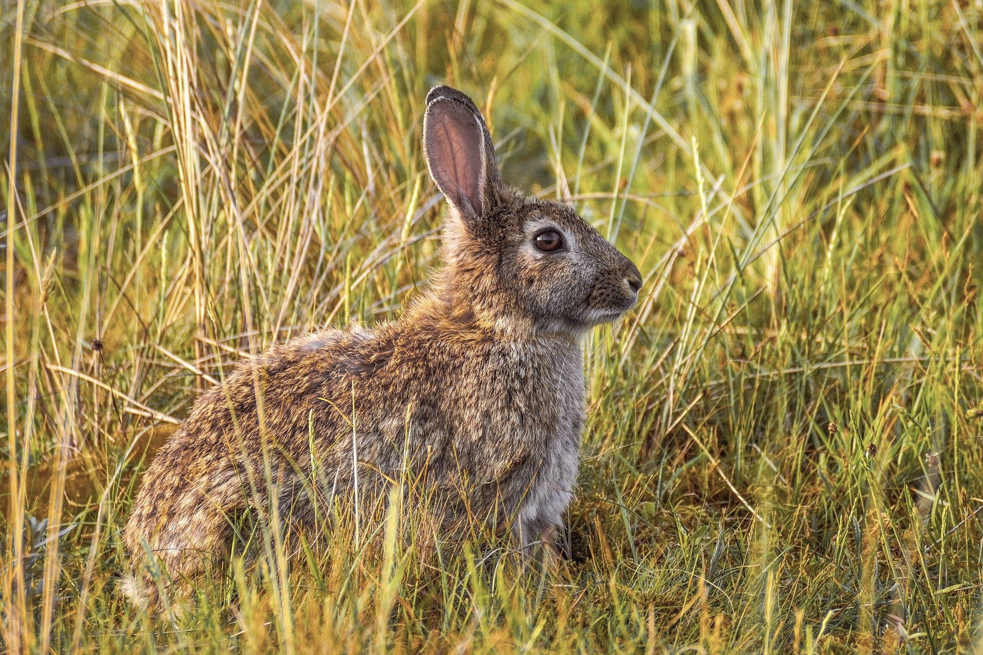 Rabbit Pest Control in St Albans